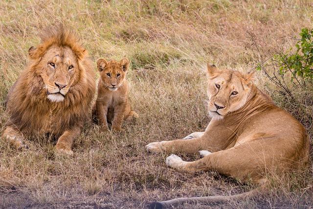 Adult lions play an important role in the development of cubs.