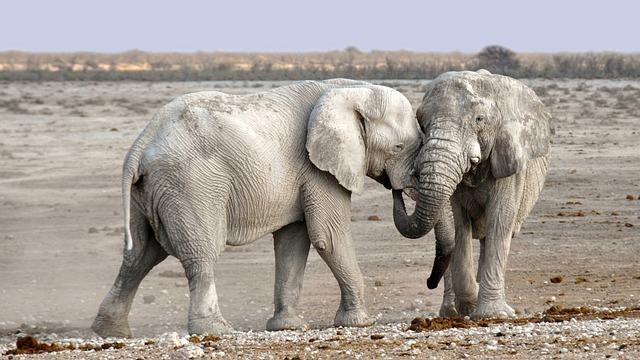 African elephants communicate through a variety of vocalizations and body language 