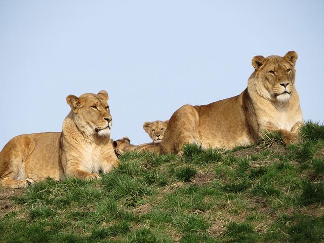 After a few weeks in the den, the cubs venture out with their mother to join the pride. 