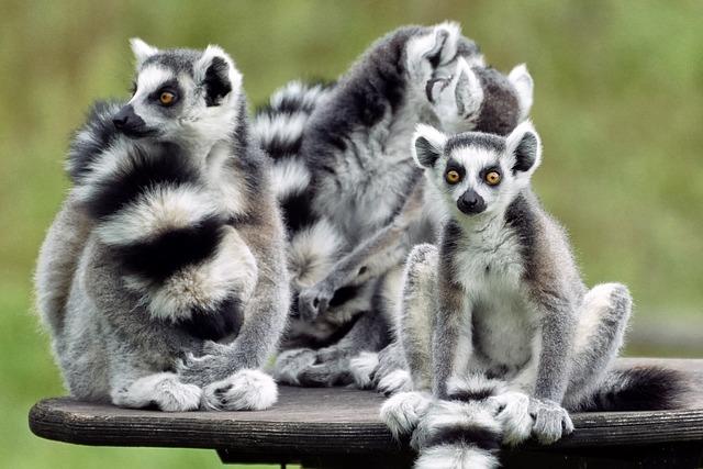 Although lemurs live in social groups, conflicts can arise within the group. 