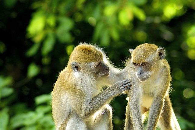 Another area where monkeys demonstrate surprising intelligence is in their numerical abilities.