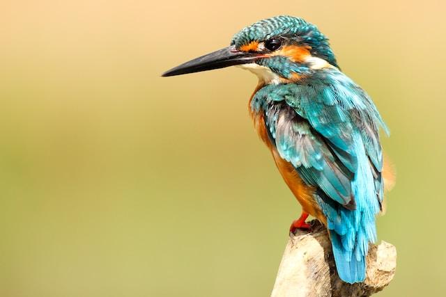 Kingfisher Appearance: Dazzling Plumage and Iridescent Feathers