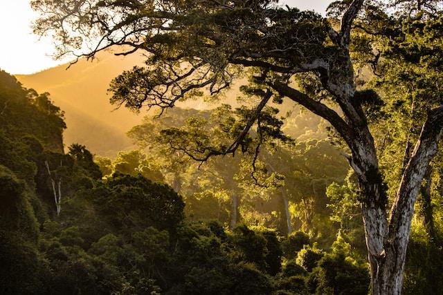 Biodiversity of the Amazon Rainforest