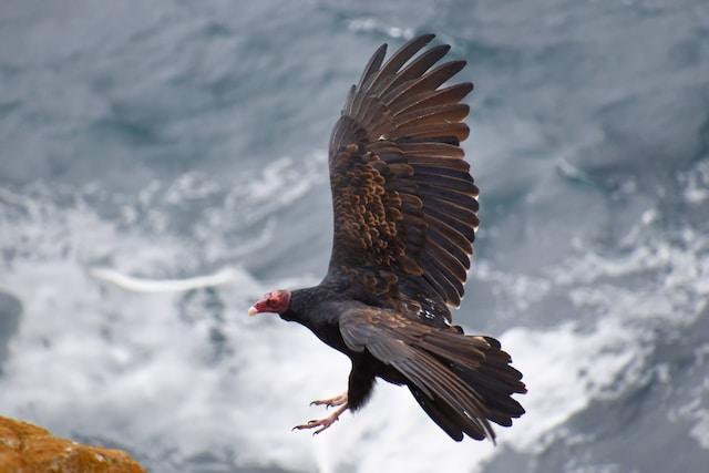 The Decline of the California Condor 