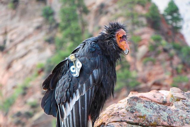 California Condor  - Ongoing Threats 