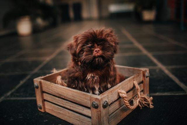 Crate training can be a valuable tool for dog owners, but it's important to take the time to do it right.