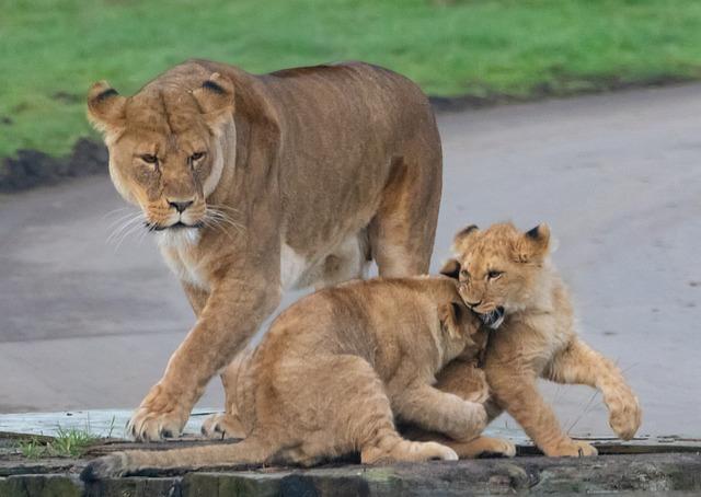 Cubs play with each other and practice their hunting skills by pouncing on each other and practicing their stalking techniques.