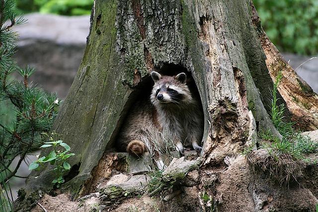 Despite their adaptability, raccoons face a number of challenges in their changing habitats.