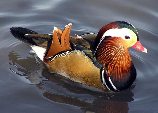 Despite their cultural significance and beauty, mandarin ducks are facing threats to their survival.