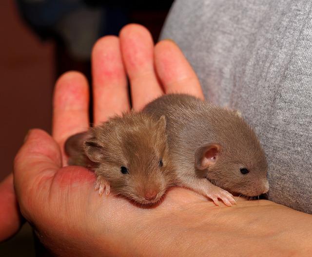 Despite their negative reputation, rats make wonderful pets.