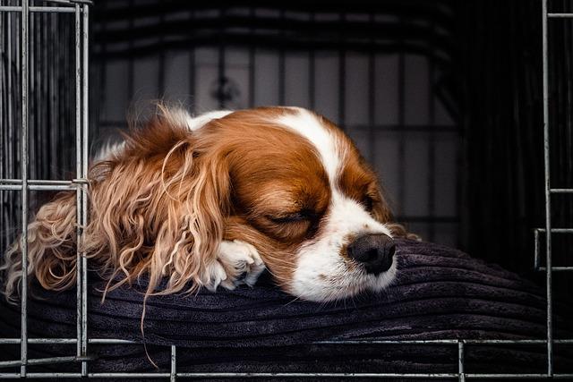 Dogs Training: How to Crate Train Your Canine