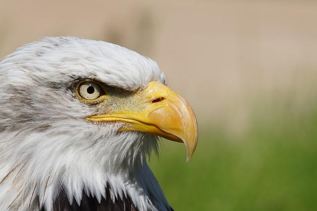 Eagle Eyesight How They See Better Than Humans