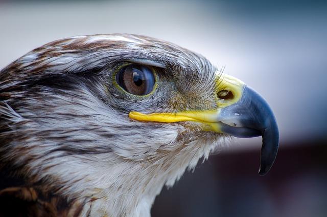 Eagle Eyesight:: Eagles have incredible visual acuity, which means they can see details that are much smaller and farther away than humans can.