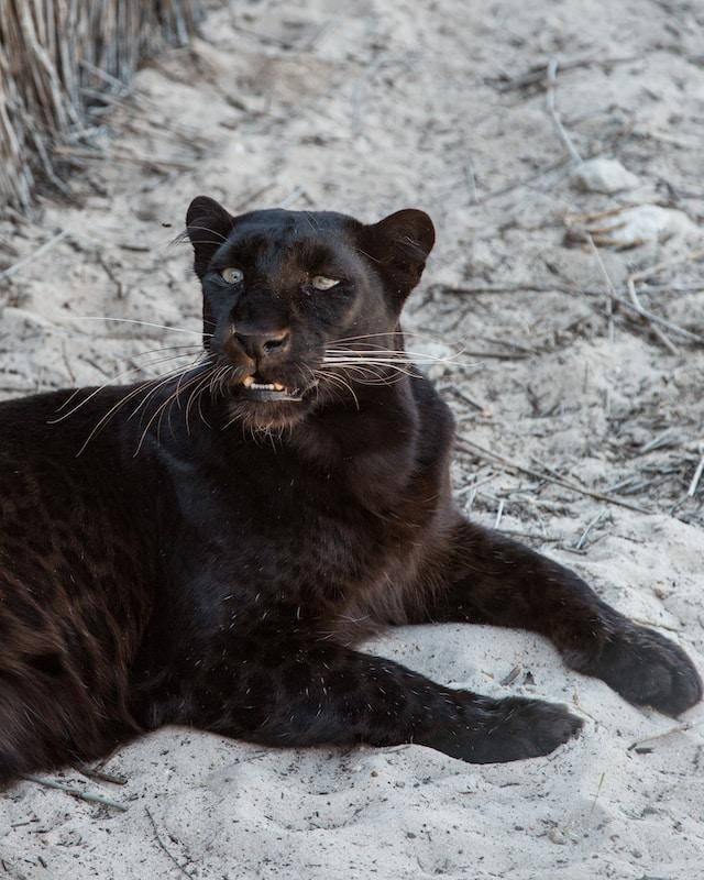 Efforts Due to their dwindling populations, panthers are listed as a vulnerable species on the IUCN Red List