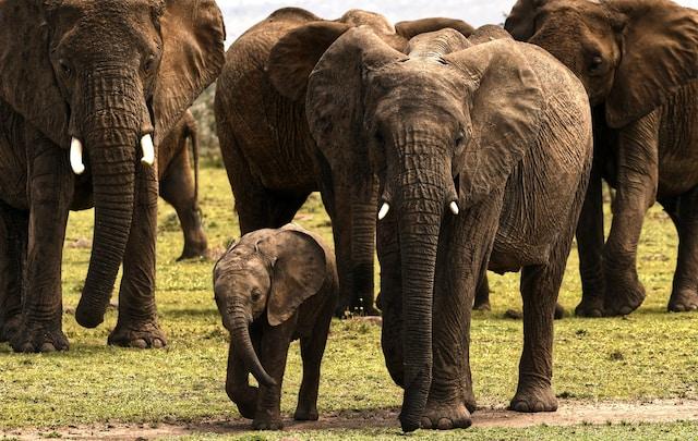 Elephant Unleashed: Incredible Adaptations for Life in the Wild - Travlean