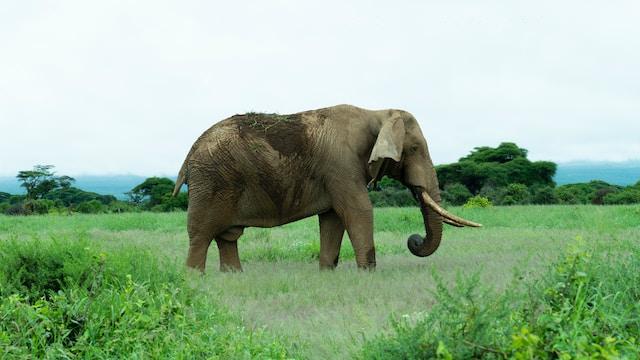 Elephant in Amboseli Natikonal Park