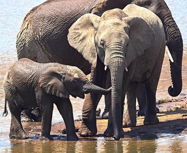 Elephants Conservation Efforts A Collective Responsibility 
