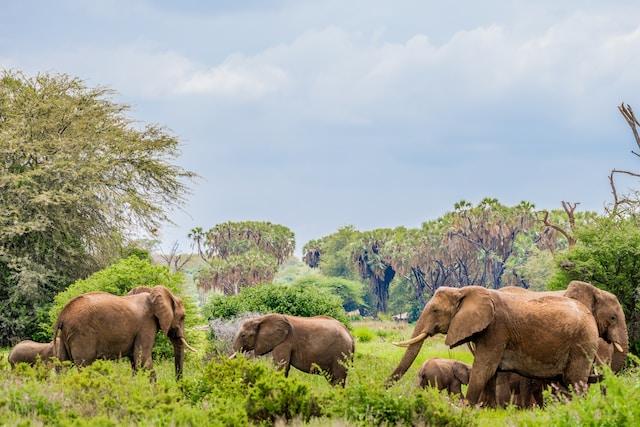 Elephants Habitat Modification Shaping the Landscape