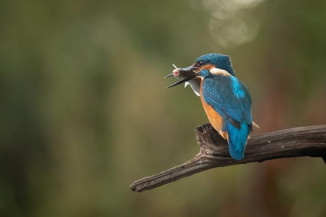 Kingfisher Hunting:  Exceptional Skills and Speed