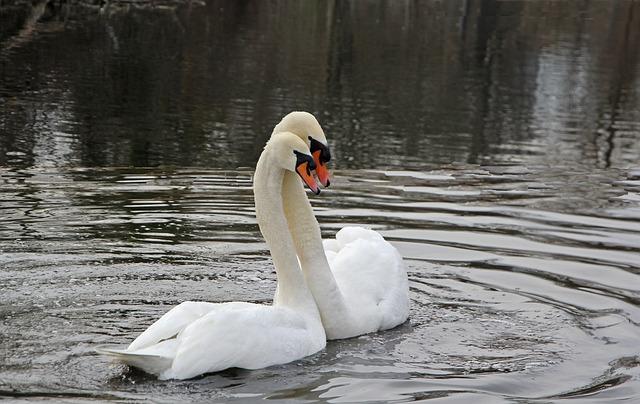 In addition to sound, swans also use visual cues to communicate with each other. 