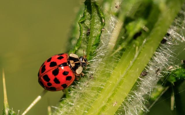Ladybugs and Their Unique Spots What Do They Mean