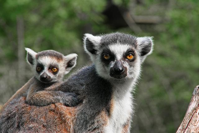 lemurs have a variety of unique parenting behaviors, such as carrying their offspring on their backs and sharing parental duties with other group members