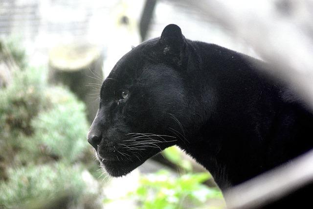 Like many wild animals, panthers face numerous threats, including habitat loss, poaching, and human-wildlife conflict