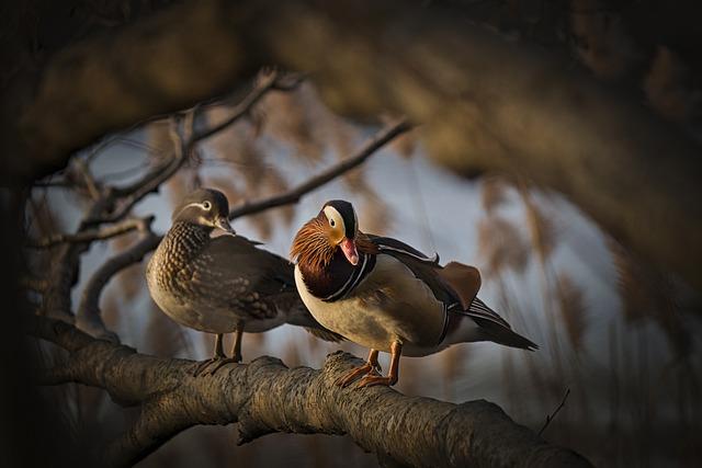 Mandarin ducks are known for their elusive and mysterious behavior, which adds to their allure.