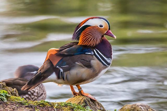 Mandarin ducks are not only beautiful and mysterious birds, but they also hold cultural significance in East Asian culture. 