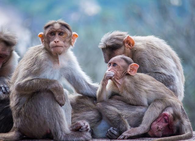 Monkeys are highly social animals, and much of their intelligence is tied to their ability to navigate complex social dynamics.