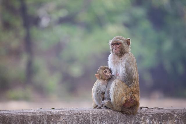 Monkeys, in particular, have been shown to possess an impressive range of cognitive skills, including tool use, social learning, numerical reasoning, and memory.