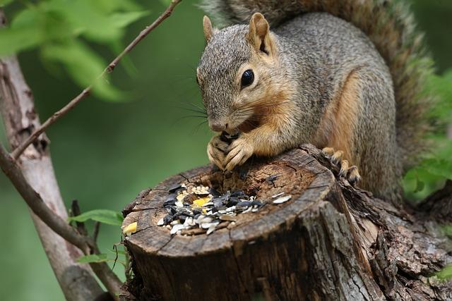 One of the best ways to attract squirrels to your backyard is to provide a food source for them. 