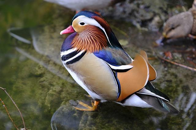 One of the most striking features of the mandarin duck is its distinctive appearance.