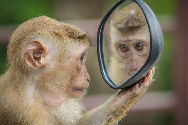 One of the most well-known examples of monkey intelligence is their use of tools.