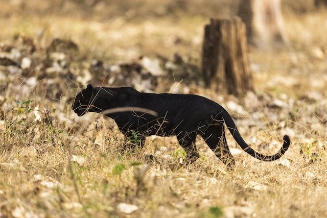 Panthers are solitary animals and are mostly active at night, making them difficult to spot in the wild