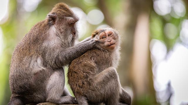 Perhaps the most remarkable aspect of monkey intelligence is their ability to understand their own minds and those of others.