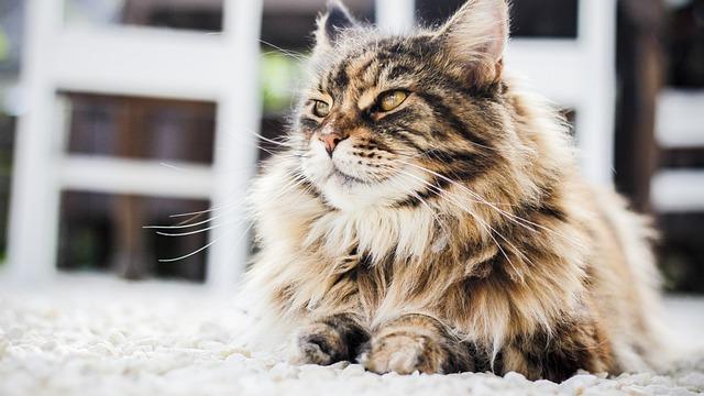 Persian Cats  - Personality Traits
