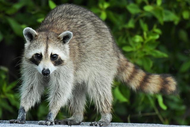 Raccoons are easily recognizable by their black masks and bushy tails with black rings. 