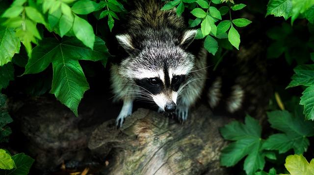 Raccoons are found throughout North and Central America, from Canada to Panama