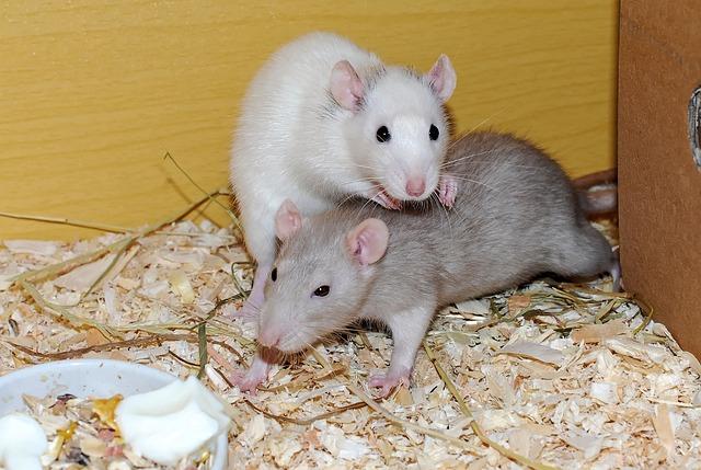 Rats are highly intelligent and fascinating creatures that play an important role in the ecosystem and scientific research. 