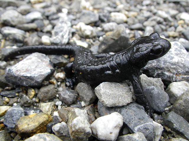 Salamander Conservation