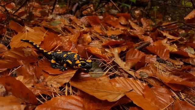 Salamander Habitat and Distribution