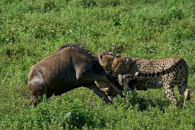 Serengeti Migration provides foods for predators
