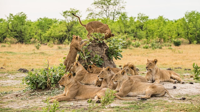 Social Structure of Lions