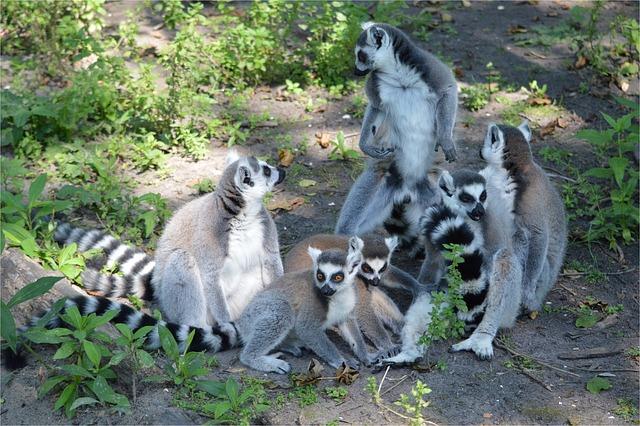 Social bonding helps lemurs to defend their territory against predators and to share resources, such as food and water.