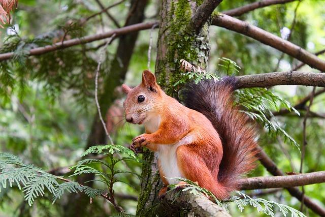 Squirrels love trees, so if you have a few trees in your backyard, that's a great start.