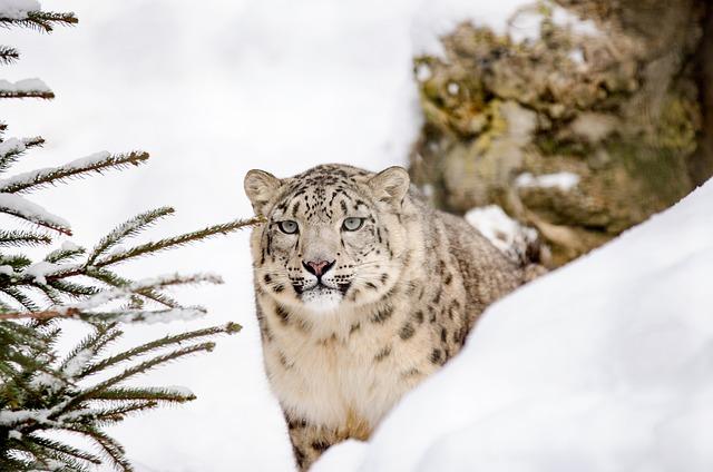 Surviving in the Mountain Snow Leopards Predators and Prey
