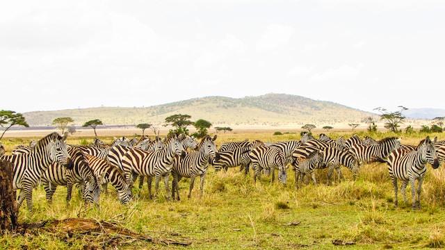 Conservation and Tanzania National Park
