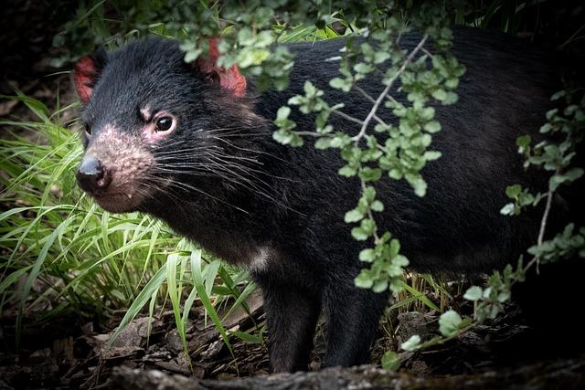 Tasmanian devils are nocturnal animals that are most active at night. 