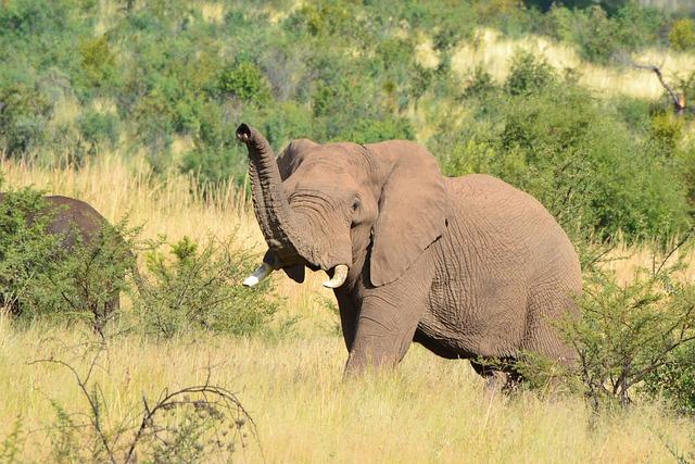The Elephant's Sense of Smell Powering its Survival in Wild